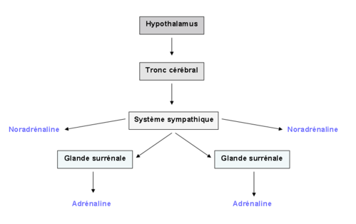 image1 Le système hypothalamo-sympatico-adrénergique