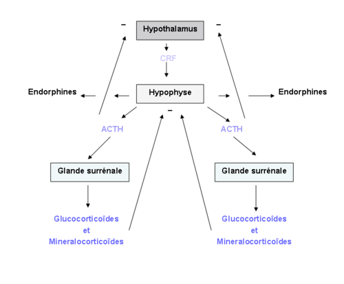 image2-1 Le système hypothalamo-hypophyso-surrénalien