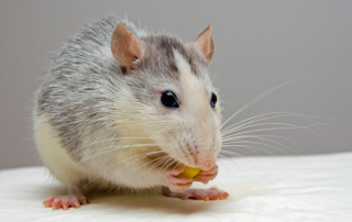 Le stress chez le jeune rat serait bénéfique