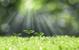 Les effets de la nature sur le système nerveux lié au stress