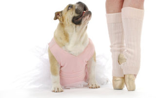 Des chiens pour lutter contre le stress des danseurs