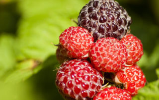Stress, risque cardiovasculaire et framboises