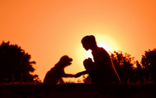 Cohérence cardiaque entre chiens et maîtres