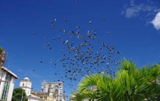 Pollution et stress chez l’oiseau