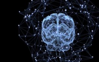 Découverte majeure : stress et rôle du cortex cérébral