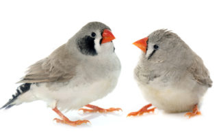 Oiseaux stressés : des proies idéales pour les moustiques