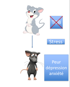 Gène Tob et stress